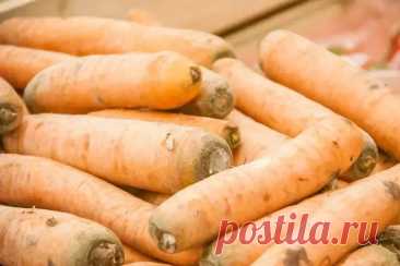 Морковь выросла жесткой и невкусной? Вспомните свои ошибки при посеве. Посев в теплую почву – залог того, что ваша морковь вырастет ровной, сочной, сладкой и без лишней «бороды».