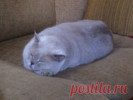Порция милых котиков
