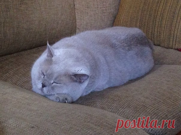 Порция милых котиков