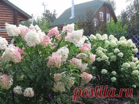 ВЫРАЩИВАНИЕ ГОРТЕНЗИИ
Сохраните, чтобы не потерять!
В этой статье разговор пойдет о гортензии. Благодаря своим красивым кустам, которые отличаются пышным и длительным цветением гортензия поистине является лучшим украшением дачного участка. Причем многие дачники совершенно справедливо называют ее «прекрасной дамой сада».
Гортензия имеет очень много разновидностей, включая те, которые продаются в горшках, - они относятся к комнатной гортензии. Существуют также гортензии, кот...