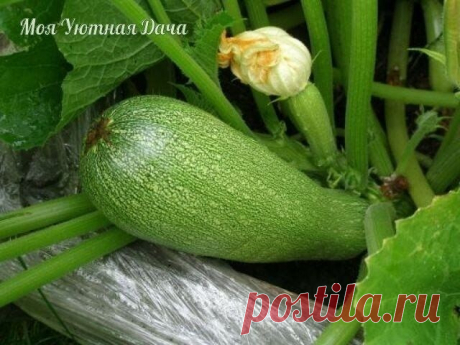 Чудо - удобрение для кабачков
 
Чтобы кабачки выросли крупными,вкусными и хрустящими,нужно их подкармливать!!
 
Для этого сделайте настой птичьего помета:
 
В 10 л.теплой воды разведите 3 л. помета, перемешайте деревянной палкой. Закройте крышкой и дайте настояться в течение 3 суток. Затем полейте под каждый кустик по 1 литр.удобрения.
 
Проводите такую подкормку любимым кабачкам раз в 2 недели.