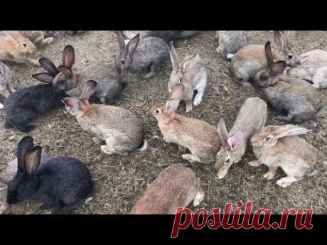 Разведение кроликов в яме, но не в яме. Breeding rabbits in the pit, but not in the pit . Украина.