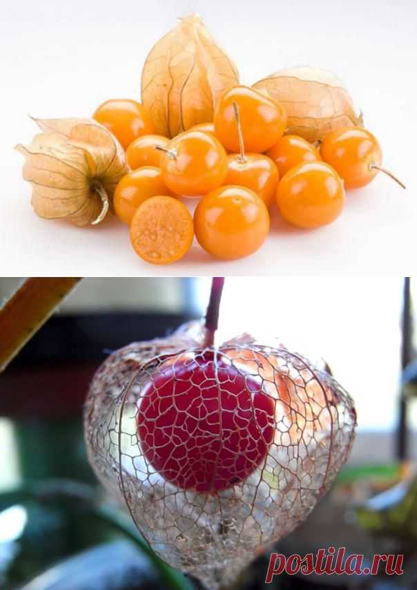 Физалис: полезные свойства - Физалис: рецепты