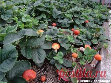 Как вырастить грибы на даче - простой метод | Дневник садовода | Яндекс Дзен