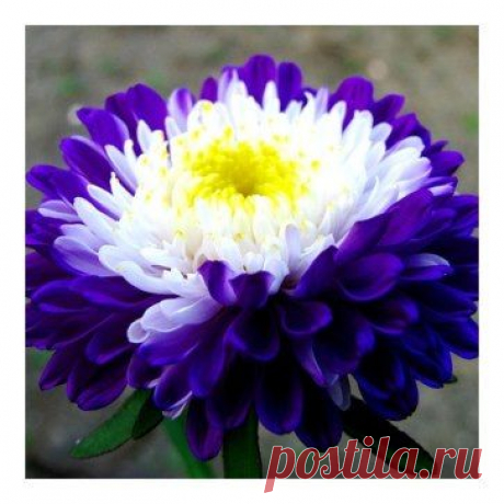 (55) Одноклассники