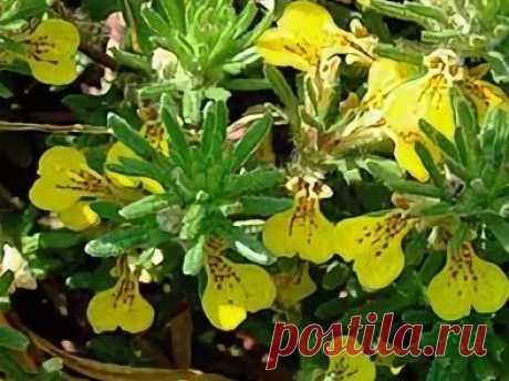 ​Живучка - "ёлочка" Поросль&nbsp;Ajuga Chamaepithys Schreb на первый взгляд действительно похожа на молодые елочки, и при растирании их пальцами сходство дополняет приятный легкий хвойный аромат. Очень продолжительно, с весенних дней до поздней осени цветет желтыми цветками. Кажущийся колючим ковер (высота...