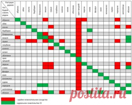 Совместимость плодово-ягодных деревьев и кустарников в саду.