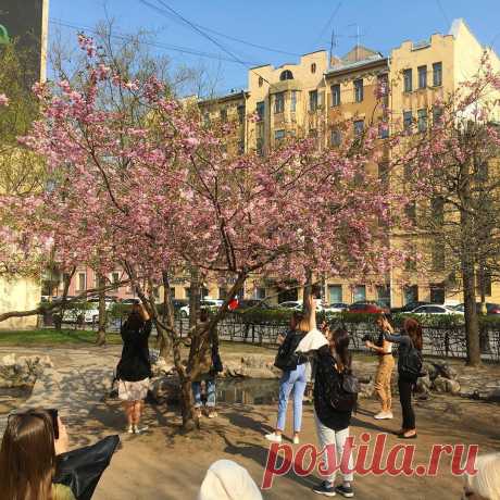 В «Саду дружбы» в Петербурге зацвела сакура