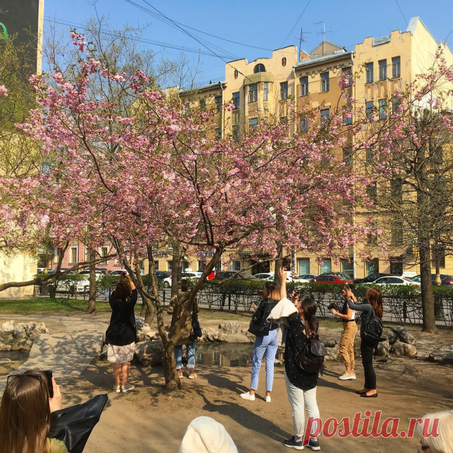 В «Саду дружбы» в Петербурге зацвела сакура