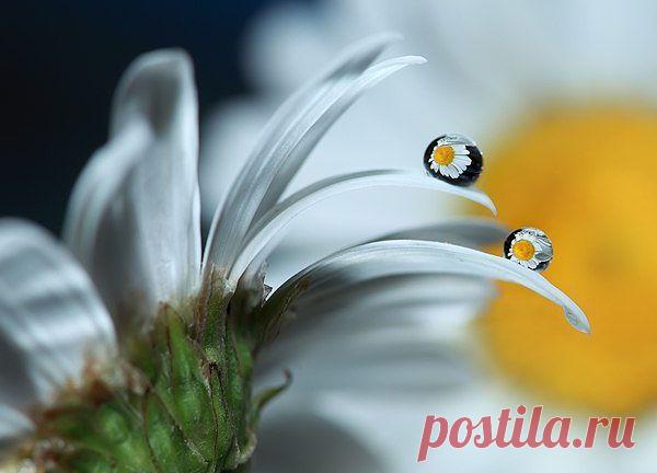 (99+) Одноклассники