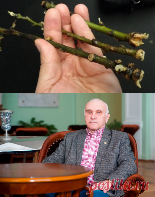 Садоводам на заметку: как вырастить саженец из любого черенка — AgroXXI