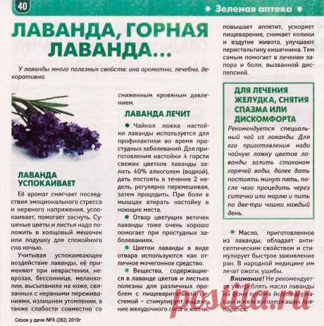 Лаванда - полезные свойства