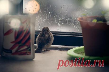 История о птенце воробья и человеческой доброте