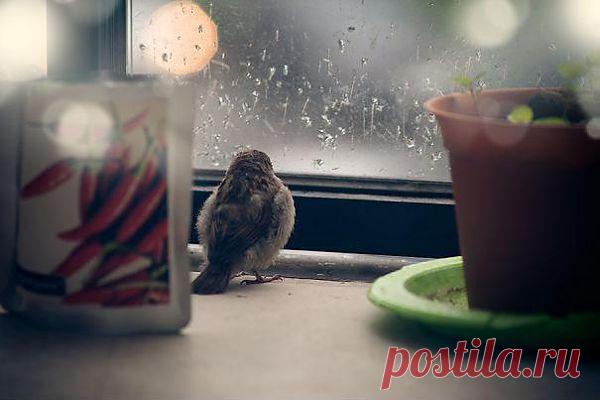 История о птенце воробья и человеческой доброте