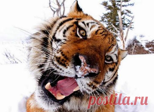Google+