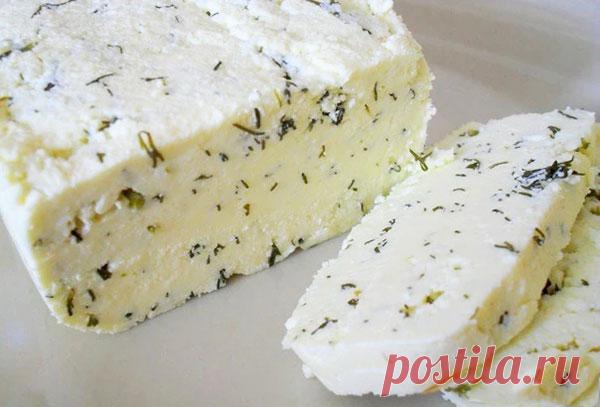 Домашний сыр с зеленью &#8212; Сад Заготовка