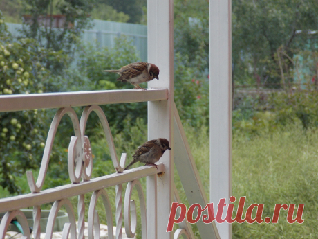 В гостях у Кума. На крыльце