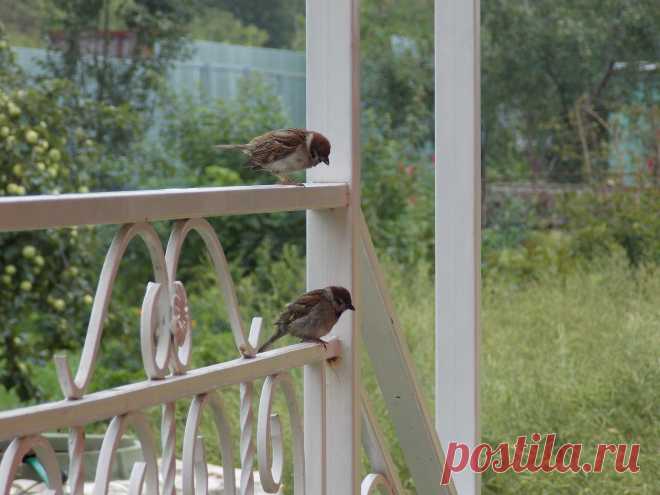 В гостях у Кума. На крыльце