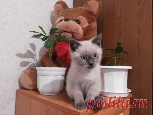 Британский котенок, фото 2 | Речица | SLANET