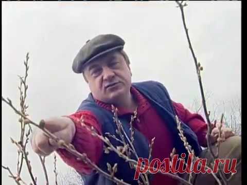 Секреты хорошего урожая черной смородины