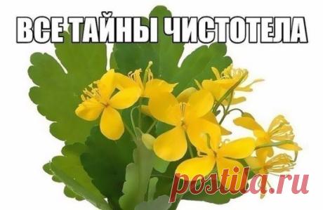 ЧИСТОТЕЛ. РЕЦЕПТЫ НАРОДНОЙ МЕДИЦИНЫ.
У чистотела есть одна очень интересная особенность. Он сразу отыскивает корень болезни. Если сок или порошок поместить на биологически активную точку, то наблюдается мгновенная трансформация, перенос его к источнику болезни.
У нас чистотел нередко называют русским женьшенем. Применять его можно в виде сока, отвара, настойки, экстракта. О целебных свойствах чистотела люди знают с древнейших времен. 
Для лечения глазных болезней нужно варить сок чистотела с