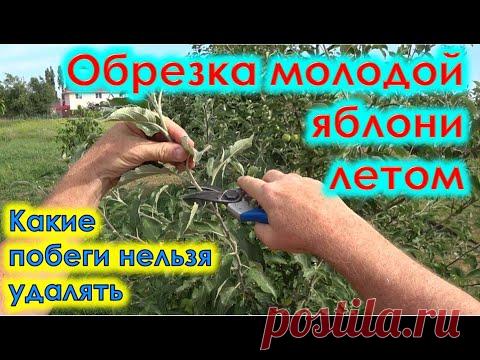 Обрезка молодой яблони летом. Какие побеги не обрезать.