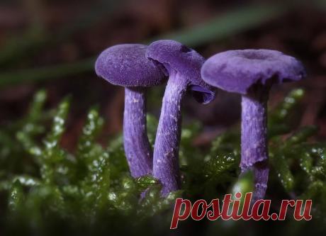 Фото Гриб / Mushroom. Альбом Загадочный мир грибов - 26 фото. Фотографии Paolo Maldini.
