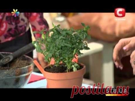 Как ухаживать за домашней розой / Садоводство / 6. ЦВЕТОВОДСТВО / Pinme.ru / Венера Бикташева