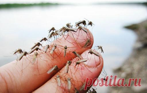 Эффективный народный способ от комаров и клещей. Теперь облетают стороной