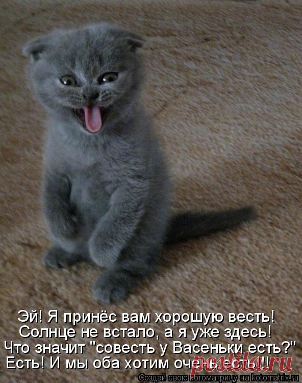 Котоматрица: Лучшие за декабрь 2011