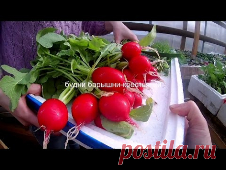 редис Черриэт
