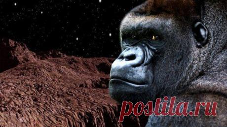 Роскосмос отправит обезьян на Марс / Физика невозможного!