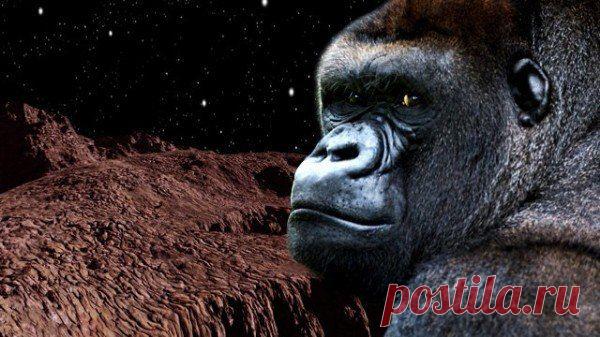 Роскосмос отправит обезьян на Марс / Физика невозможного!