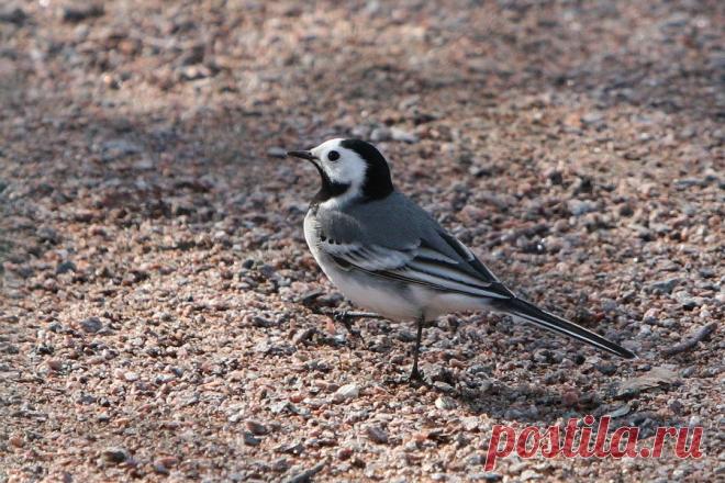 Трясогузка белая