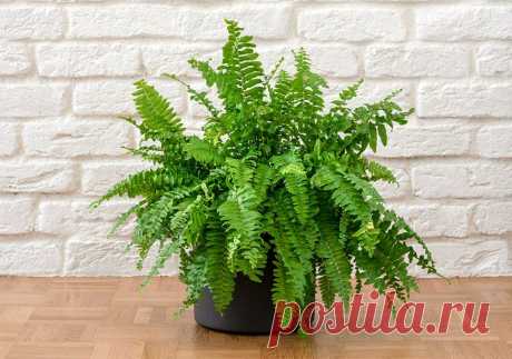 Папоротник комнатный: правильный уход за цветком | ДОМ. САД. ОГОРОД | Дзен