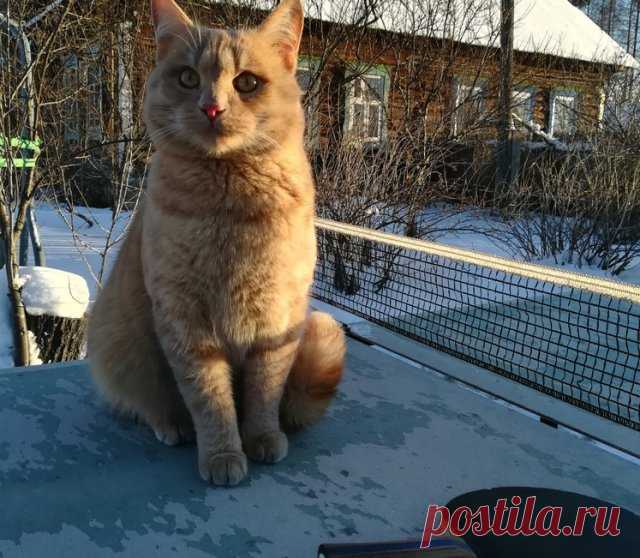 10 вещей, которые превратят дачу из каторги в праздник | Полезно (Огород.ru)