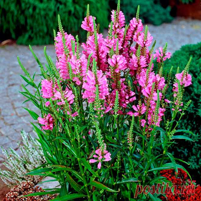 Многолетний садовый цветок Физостегия (Physostegia). Корневищный травянистый многолетник высотой 80-120 см, образует компактные красивоцветущие куртины. Цветет с июля до осени.