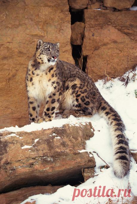 supreme-essence:




 Snow leopard on cliffs. Via: Exodus Travels



 (via imawalkingdisasterrr-blog)