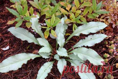 Медуница гибридная (Pulmonaria hybrid) &quot;Samurai&quot;