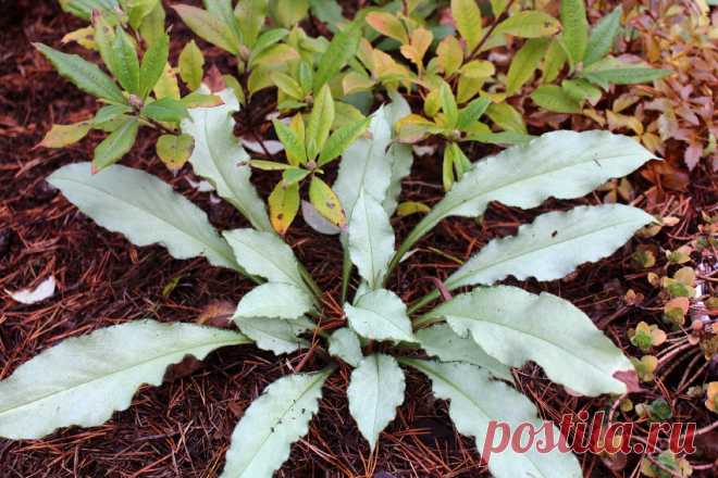 Медуница гибридная (Pulmonaria hybrid) "Samurai"