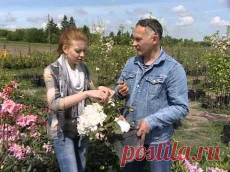 Выращивание подвоев. Рододендроны