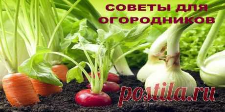 СОВЕТЫ ДЛЯ ОГОРОДНИКОВ Если горчицу посеять рядом с горохом, у него урожай будет | Полезные советы!
