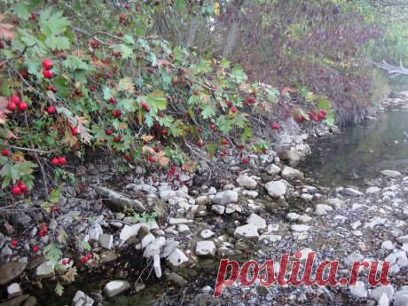 Подарок Природы лесной - 10 Октября 2017 - Персональный сайт