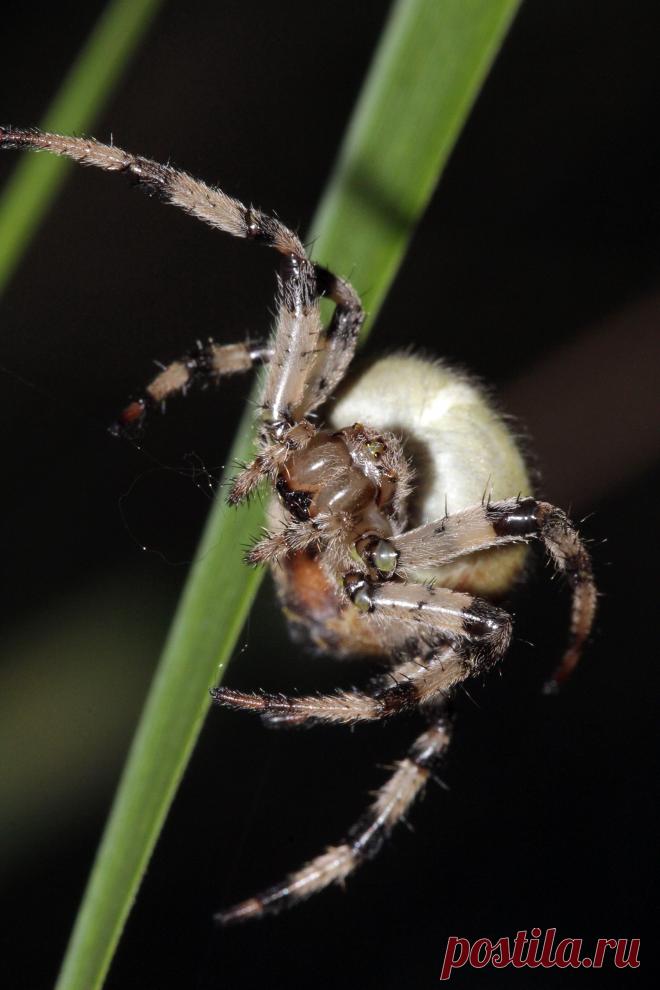 Паук-крестовик на травинке. Снято в вечернее время со вспышкой.