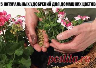 5 НАТУРАЛЬНЫХ УДОБРЕНИЙ ДЛЯ ДОМАШНИХ ЦВЕТОВ