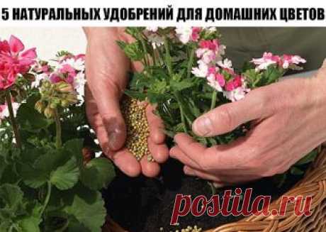 5 НАТУРАЛЬНЫХ УДОБРЕНИЙ ДЛЯ ДОМАШНИХ ЦВЕТОВ