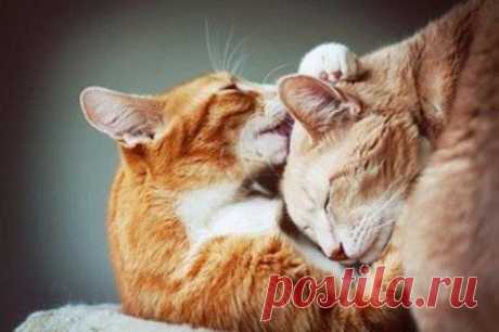 Невозможно быть хорошим для всех и каждого... Если одних согреет тепло вашего сердца, то другие будут рады погреться у костра, на котором вас будут жечь.