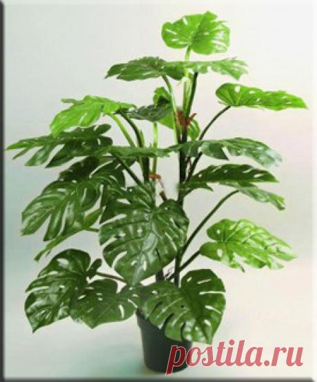 Монстера (Monstera). Описание, виды и уход за монстерой | Флористика на "Добро ЕСТЬ!"