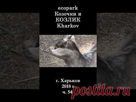 █ ЭкоПарк Харьков ч. 54 / Козочка и КОЗЛИК / 2018 г. #shorts