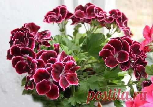 Выбираем пеларгонию для себя — Сад на подоконнике